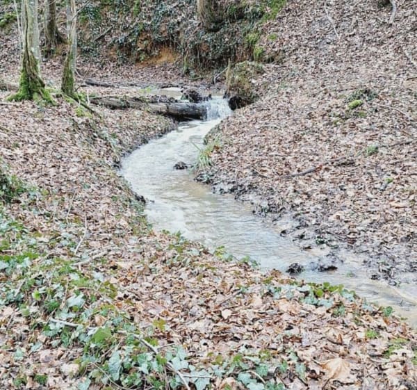 Marche du Bois de Thureau et Ru Fagot - Monéteau - 1