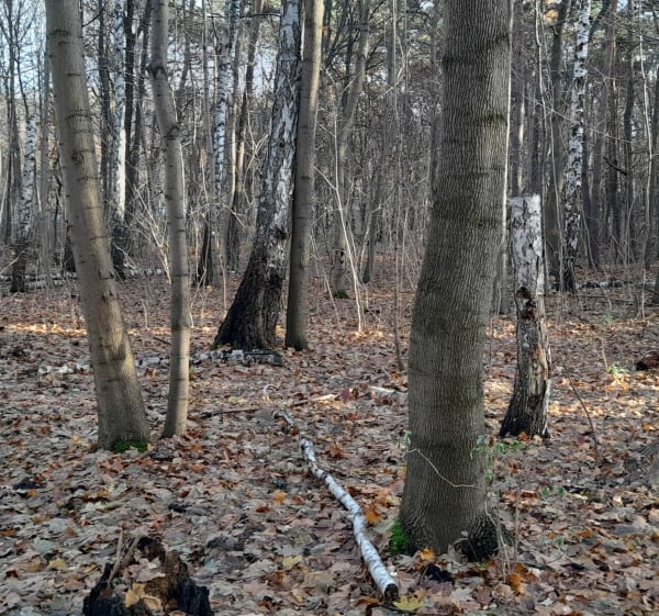 Rekreacyjna przejażdżka po Bielanach - Warszawa - 1