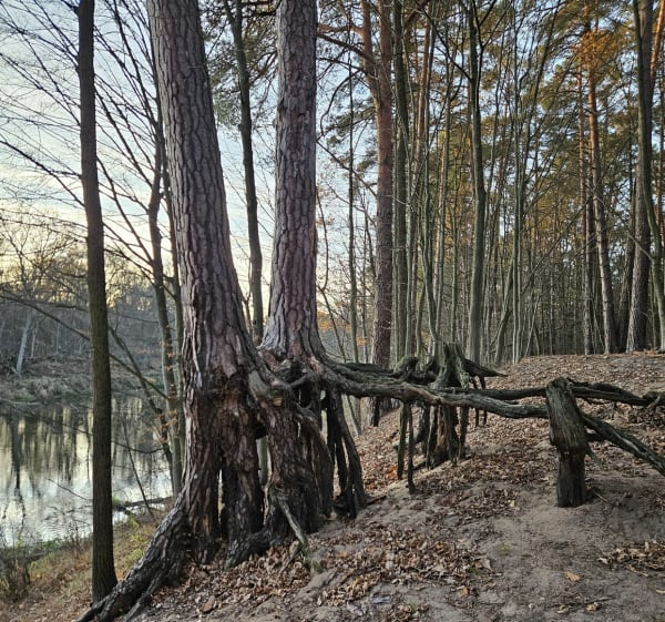 Okolice Spały i Pilicy - Spała - 1