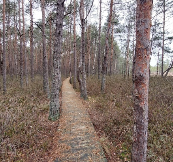 Ścieżka dydaktyczna „Dąb Dominik” w Poleskim Parku Narodowym - Łomnica - 1