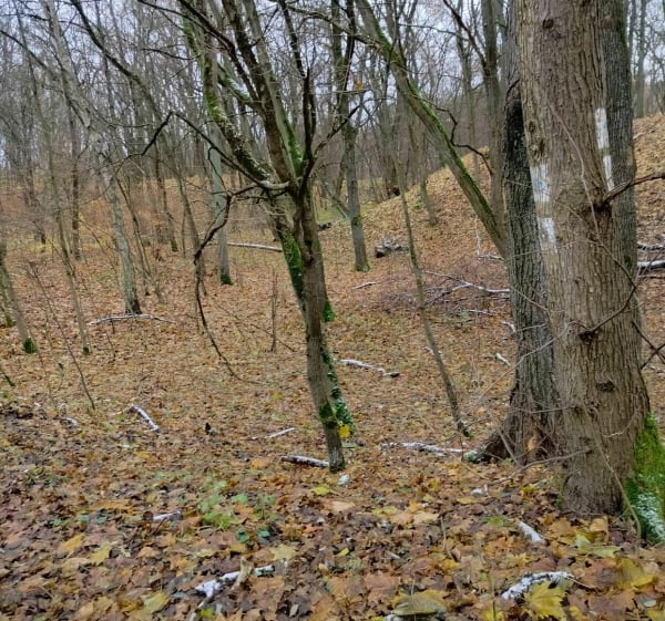 Kładka wśród drzew w Poznaniu - Poznań - 1