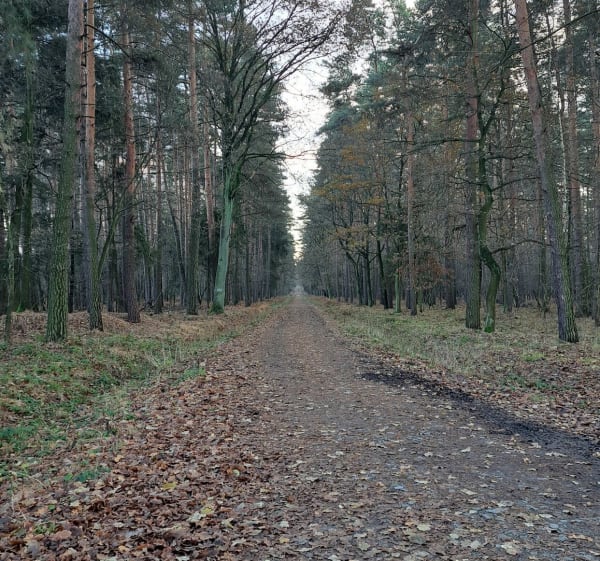 Leśne Odkrywanie: Spacer pełen natury i magii pór roku - Tychy - 1
