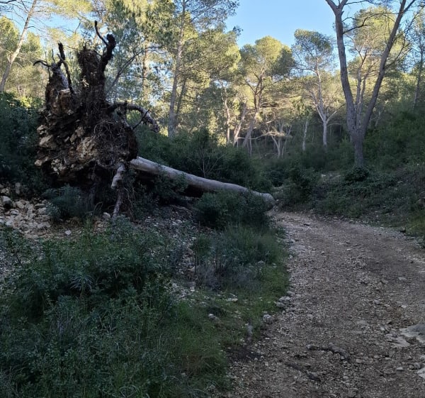 Luminy-Redon-Baumette, la petite boucle forestière - Marseille - 1