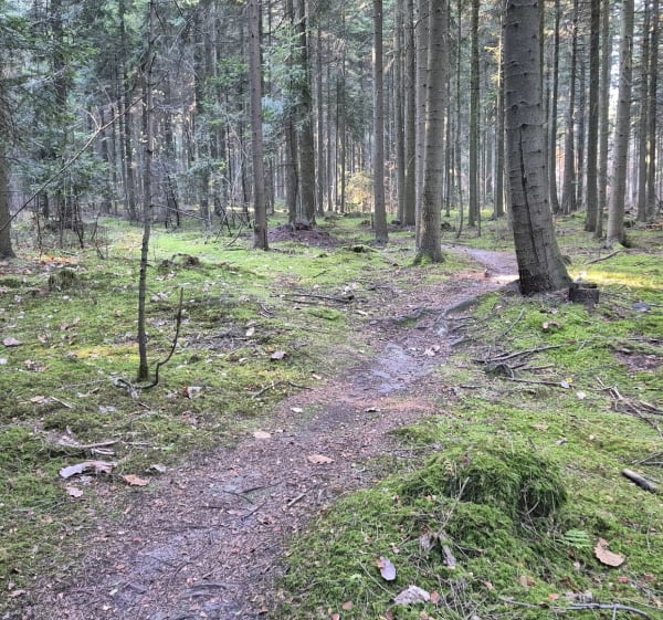 Singletracki enduro - Skarżysko-Kamienna - 1