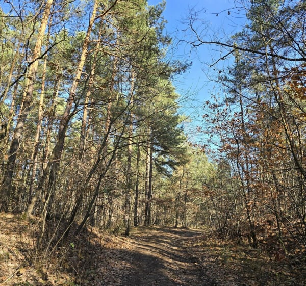 Piernikarka - opuszczona osada w środku lasu - Sosnowiec - 1
