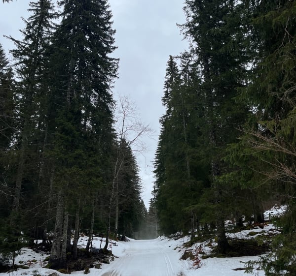 Boucle dans la forêt du Massacre au départ de Lajoux - Lajoux - 1