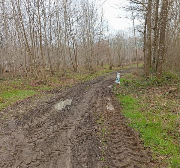 Sortie entre Bois des logis et Nieul-lès-Saintes - Nieul-lès-Saintes - 1