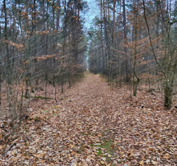 Pętla przy gajówce - Marki - 1