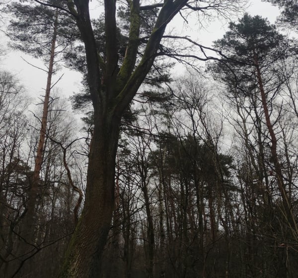 Lasek Libiąż Gromiec - Libiąż - 1