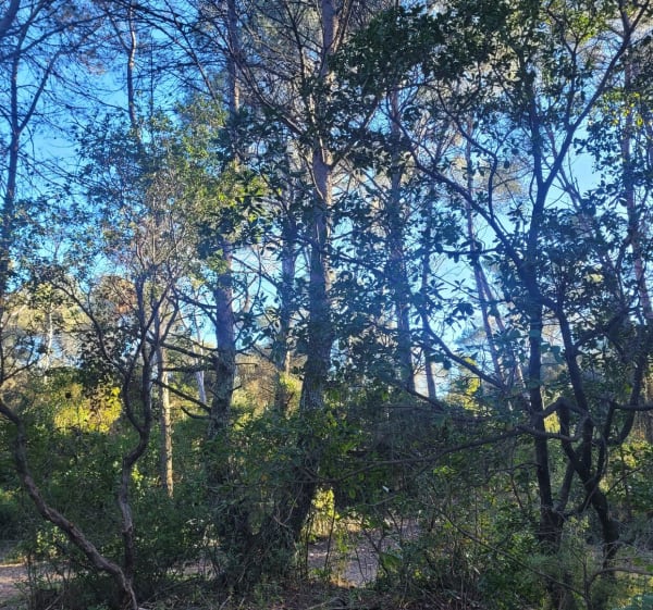 Terre de Rouviere - Nîmes - 1