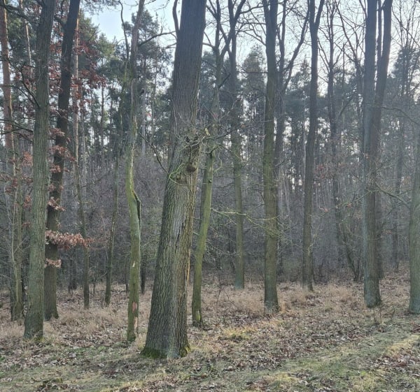 Spacer wzdłuż jeziora Łódzko-Dymaczewskiego - Łódź - 1