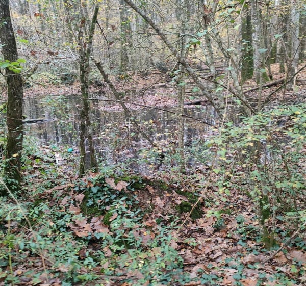 Le Controis en Sologne - Le Controis-en-Sologne - 1