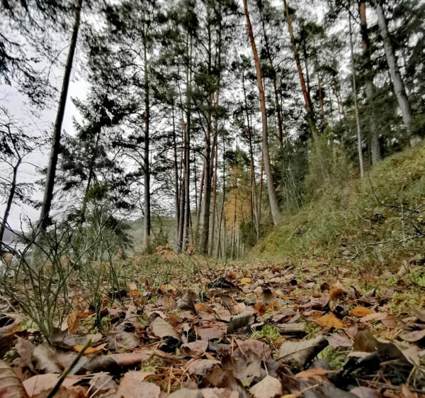 Duże Głuche i Małe Głuche - Chociński Młyn - 1