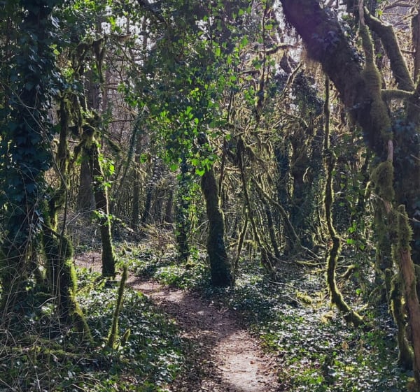 Autour de la Marre par le Bois du Chêne et Bois de Vantoux - Fontaine-lès-Dijon - 1