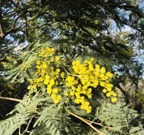 Les Issambres, Bois de la Gaillarde....parmi les mimosas - Roquebrune-sur-Argens - 1