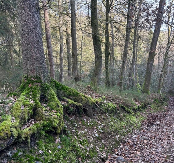 Boucle à Pouru-aux-Bois - Pouru-aux-Bois - 1