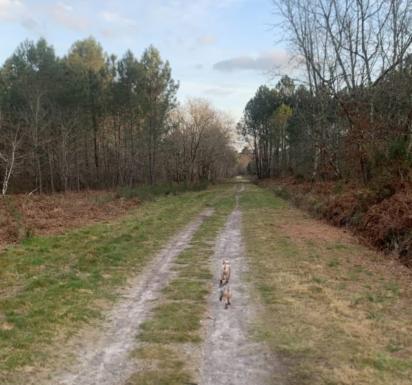 De Gossemin à Paloumey entre forêts, vignoble et lacs - Le Pian-Médoc - 1