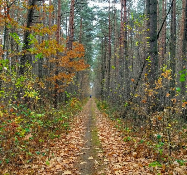 Zbiornik i las Wymysłówek - Radomsko - 1