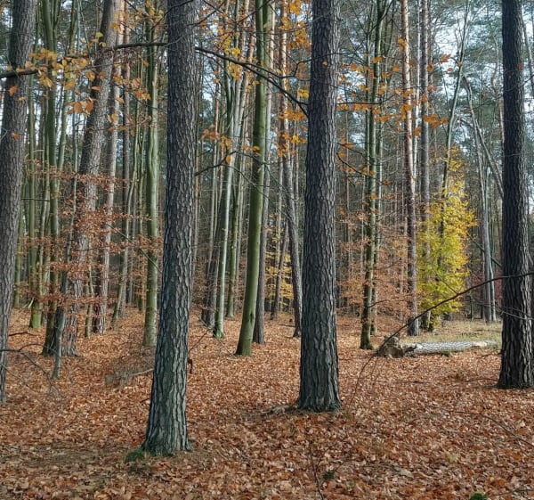 Zbiornik i las Wymysłówek - Ania - 1