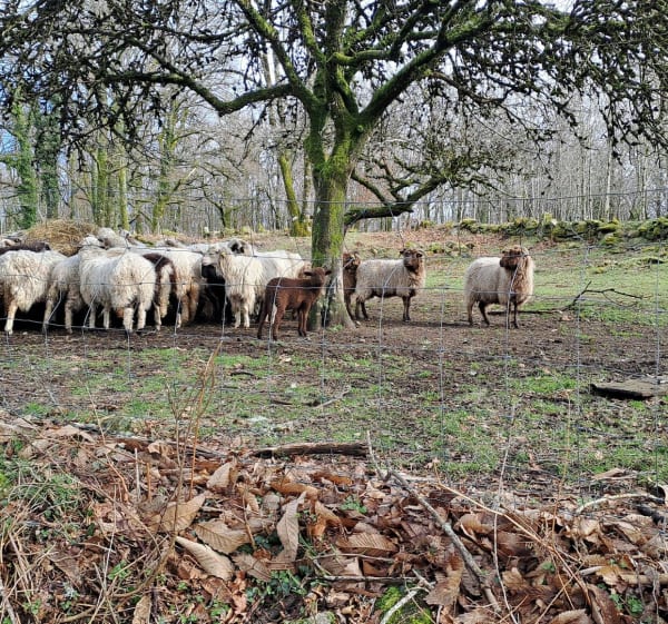 Entre Beaubiat et Maillofargueix - Bersac-sur-Rivalier - 1