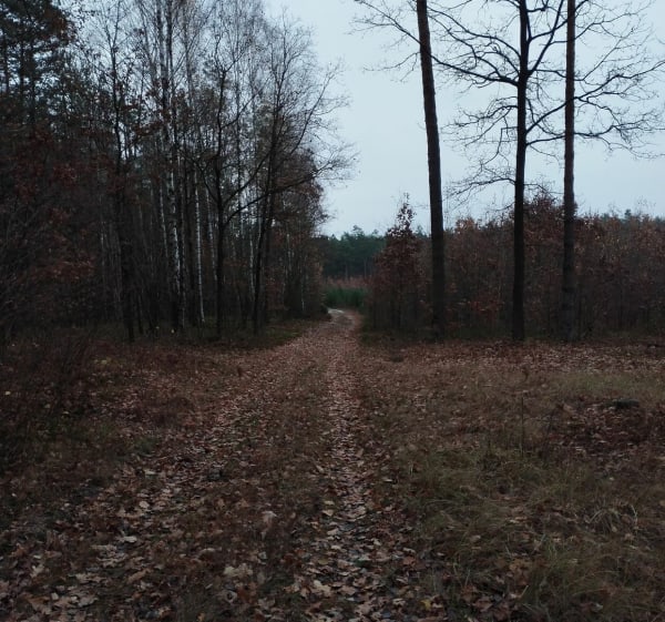 Rundka po lesie Lipniak w pobliżu Siedlec - Stok Wiśniewski - 1