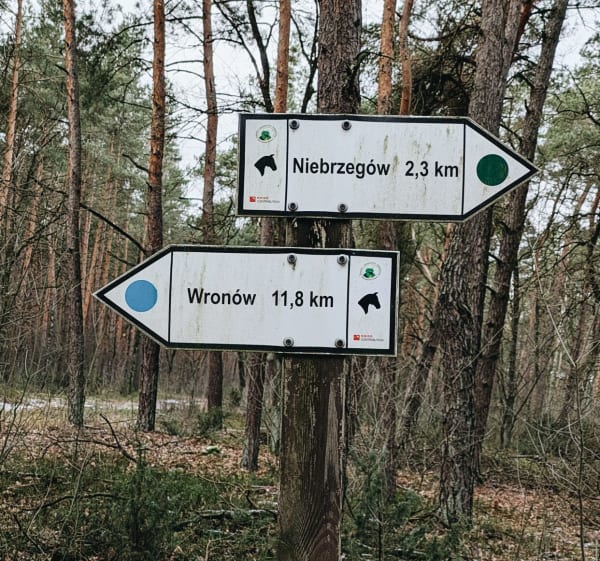 Leśny spacer - Niebrzegów - Rezerwat Piskory - Niebrzegów - 1