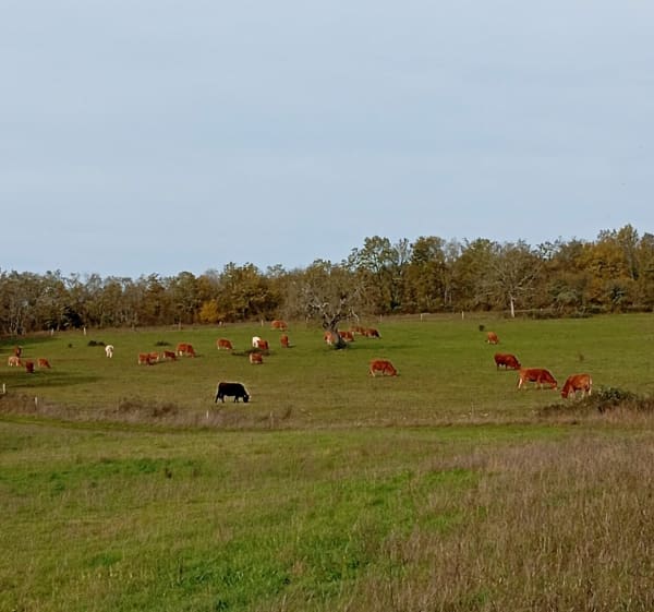 Boucle de la Peyre Dermale à Paussac, par Loubazac - Paussac-et-Saint-Vivien - 1