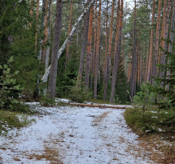 Trasa spacerowa Kowalik mazury - Ruciane-Nida - 1