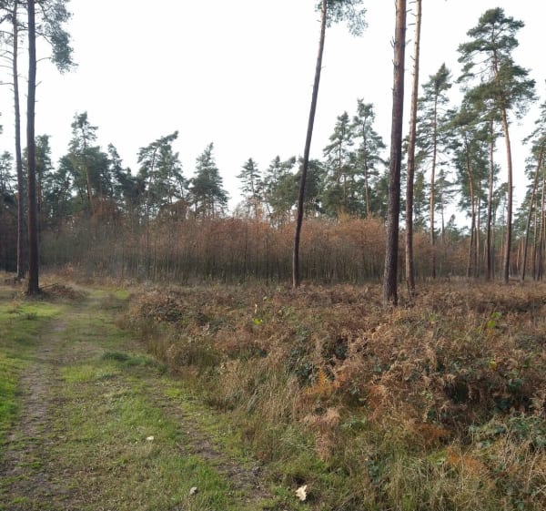 Skrajem Puszczy Niepołomickiej - Szarów - 1