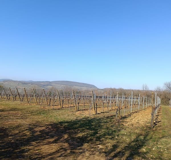 Vignoble et collines sèches-- Bolenberg - Westhalten - 1