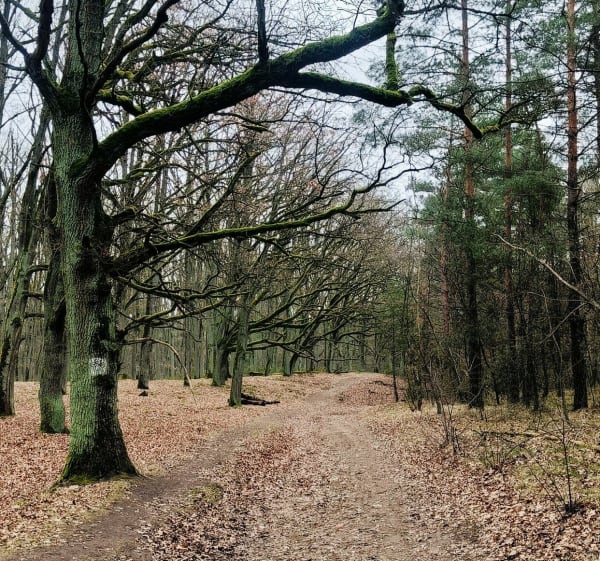 Złota góra - Kamila - 1