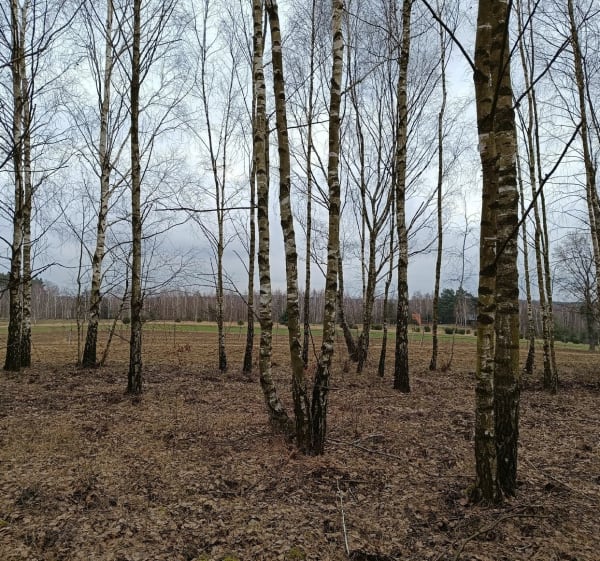 Stryków -Imielnik Stary - Tymianka - 1