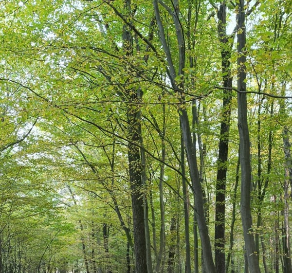 Leśna trasa - Ługi - 1