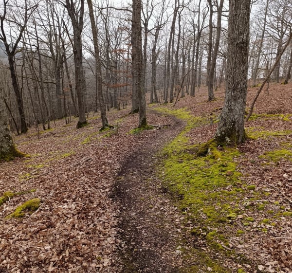 Forêt Anet et la Robertière - Abondant - 1