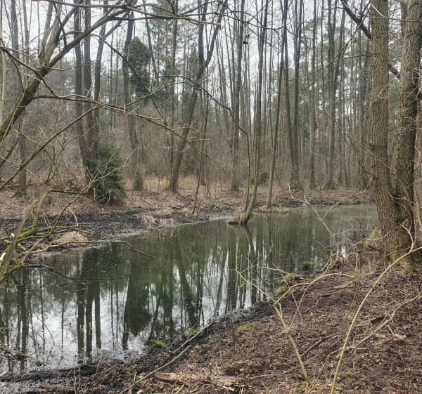 Stare Krasnodęby - Stary Adamów" - Stare Krasnodęby - 1