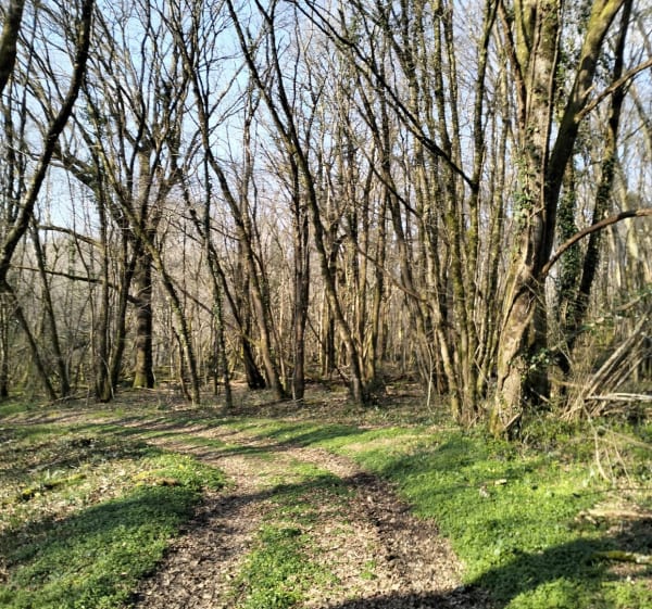 Randonnée en proximité de Beaulieu sur Sonnette, par Mouchedune - Cellefrouin - 1