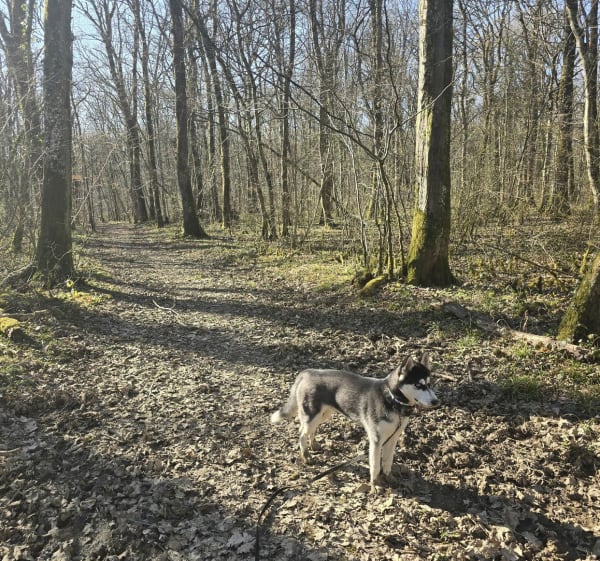 Circuit pédestre dans les bois de Thionville - Thionville - 1
