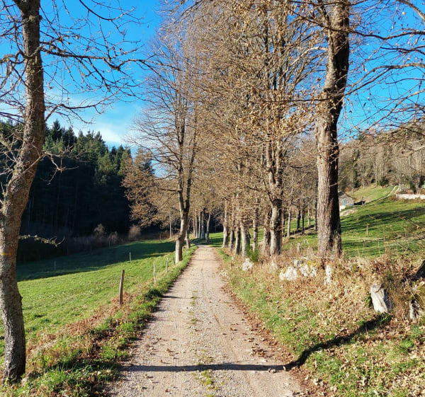 Balade proche de Tence, au départ de Crouzilhac. - Tence - 1