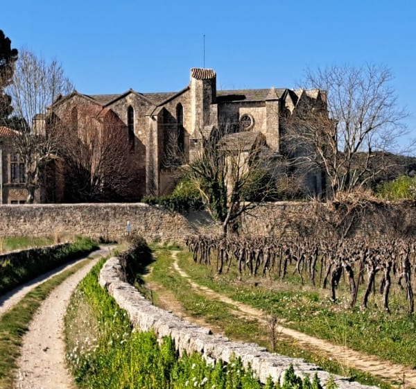 Parcourir les sous-bois de Saussan, Pignan et Murviel - Cournonterral - 1