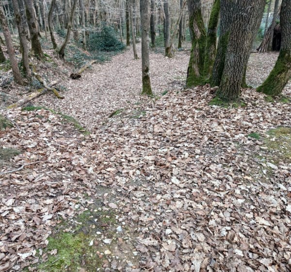 Balade dans la nature à Saint-Aubin-des-Bois - Saint-Aubin-des-Bois - 1