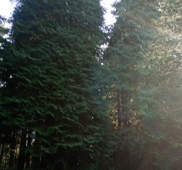 Évasion forêt de Chabrieres - Guéret - 1
