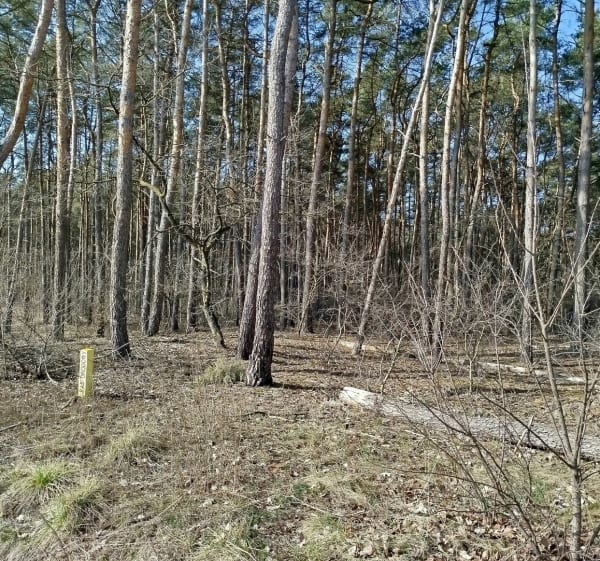Spacer z psem i nie tylko w Gryzyna - Gryżyna - 1