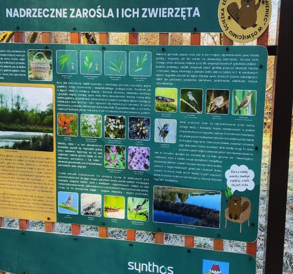 Ścieżka edukacyjna Łęg Kamieniec - Oświęcim - 1