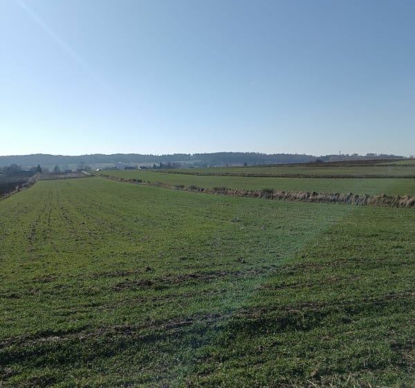 Łąki i pola i Goszyce - Goszyce - 1