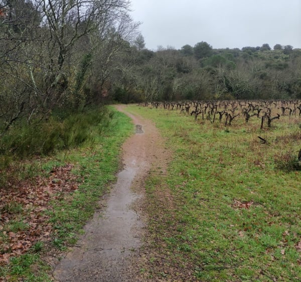 Randonnée du domaine des belles pierres - Murviel-lès-Montpellier - 1