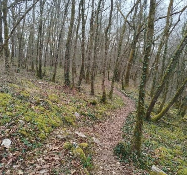 Dans les bois de Saint-Roch - Chaumont - 1