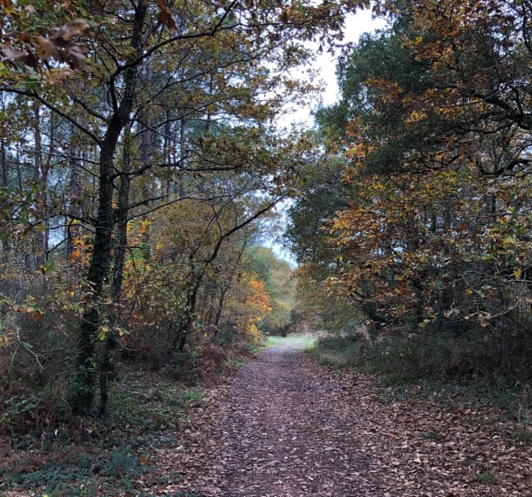 Promenade dans les Bois de Tosse - Saint-Vincent-de-Tyrosse - 1