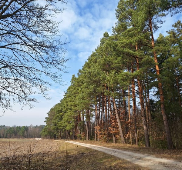 Marszo-bieg Knapówka - Knapówka - 1