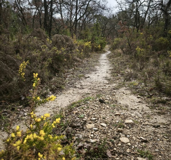 Boucle de la forêt de Greasque, et le Thubet - Saint-Savournin - 1
