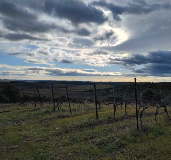 Les vignes de Laurens avec vue dégagée - Laurens - 1